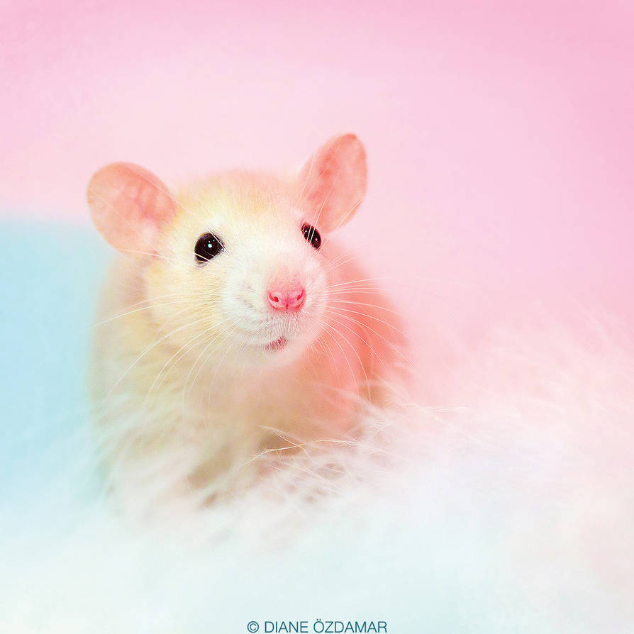 Милая мышь. Милые мышки. Розовая мышь. Красивая мышка. Милые крыски.