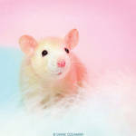 Inoa - Fancy Rat by DianePhotos
