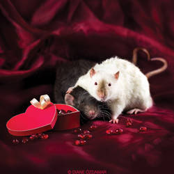 Ratties' Valentine's Day