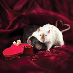 Ratties' Valentine's Day by DianePhotos