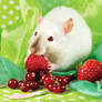 Louis, Fancy Rat