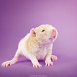 Ceresia - Fancy Rat by DianePhotos