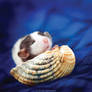 Taz - Fancy Rat
