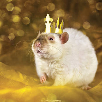 King Lorich - Fancy Rat