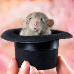 Heimdall - Fancy Rat
