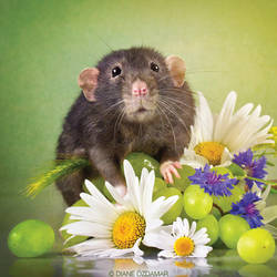 Hepha - Fancy Rat