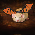 Dellingr - Fancy Rat by DianePhotos