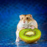 That's my kiwi!!! - Campbell hamster