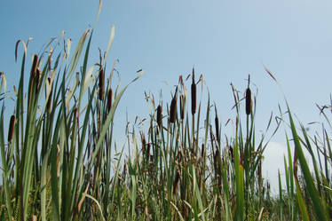 CAT TAILS