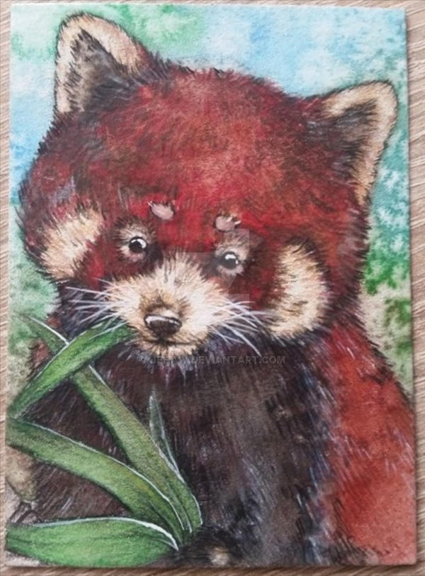 ATC #116 Roter Panda