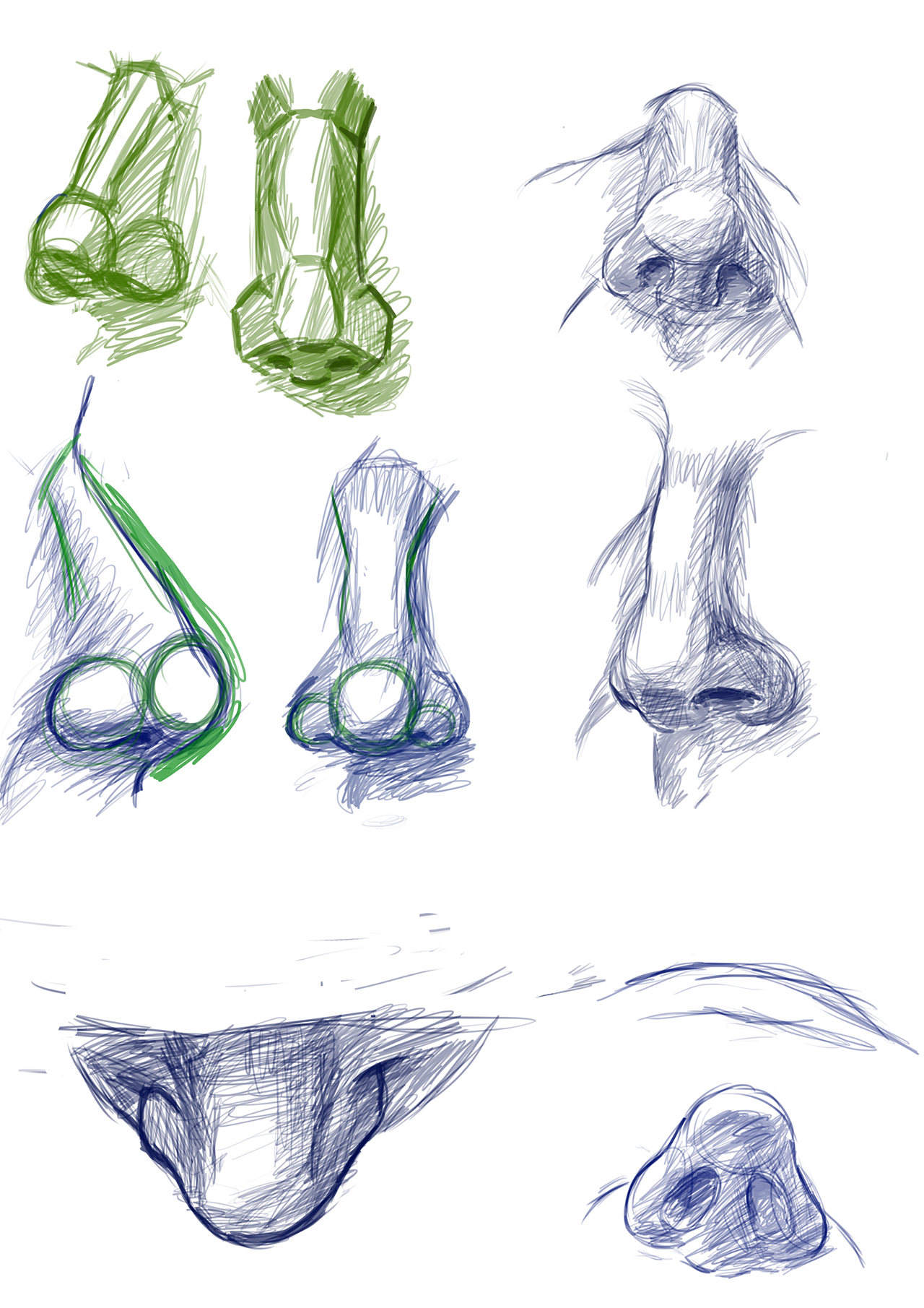 Noses - studies