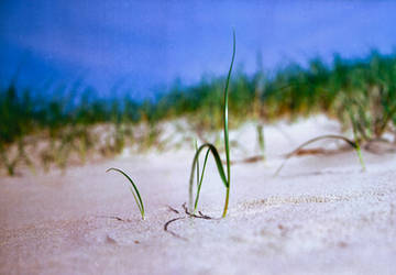 Beach Grass