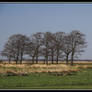 Group of Trees 1