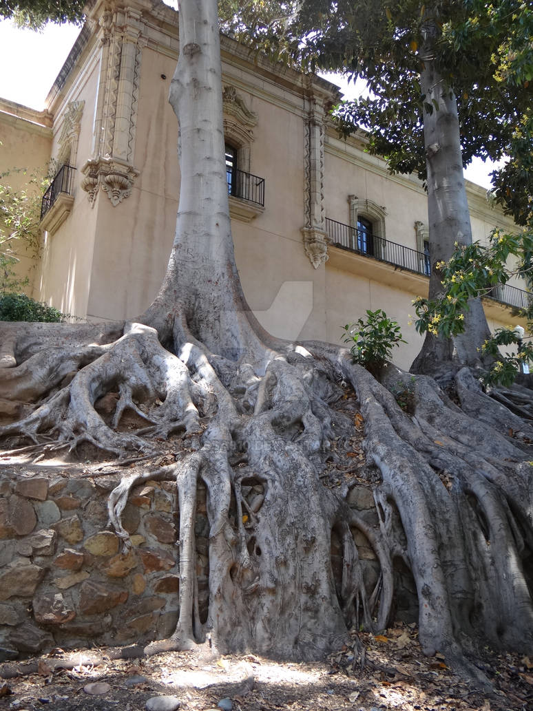 Tree Roots by MElissa910 on DeviantArt