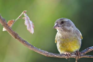 European Greenfinch