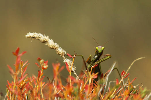 Mantis Religiosa