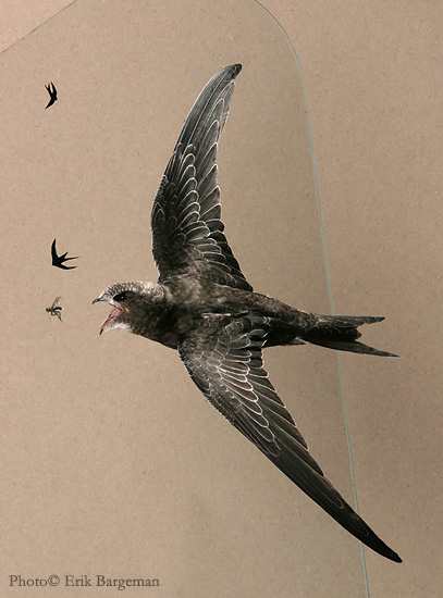 Taxidermy - Swift Chasing Fly