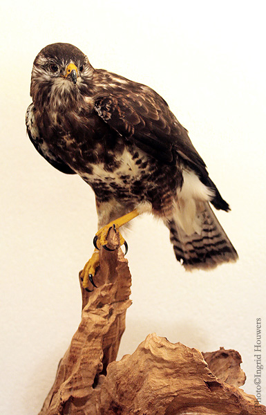 Taxidermy - Buzzard