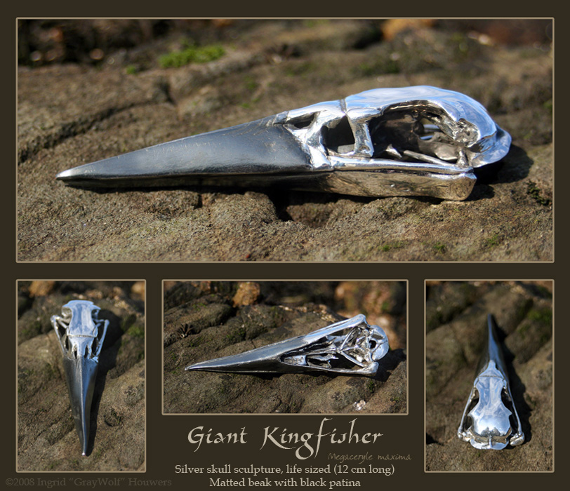 Silver Kingfisher Skull