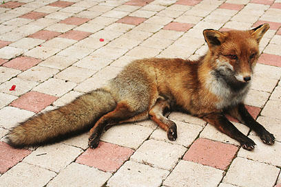 Taxidermy - Fox