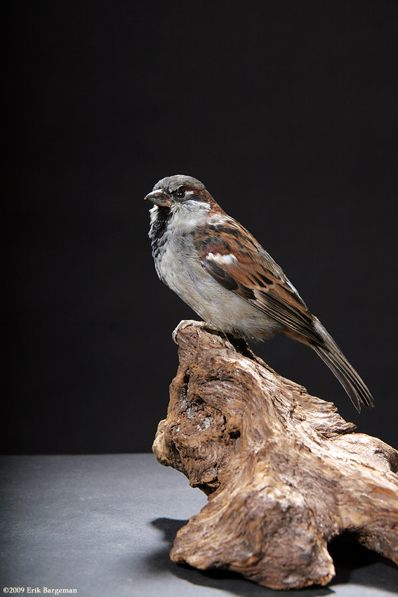 Taxidermy - Sparrow