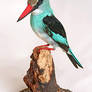 Taxidermy - African Kingfisher