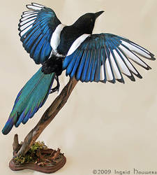 Taxidermy -  Magpie by Illahie