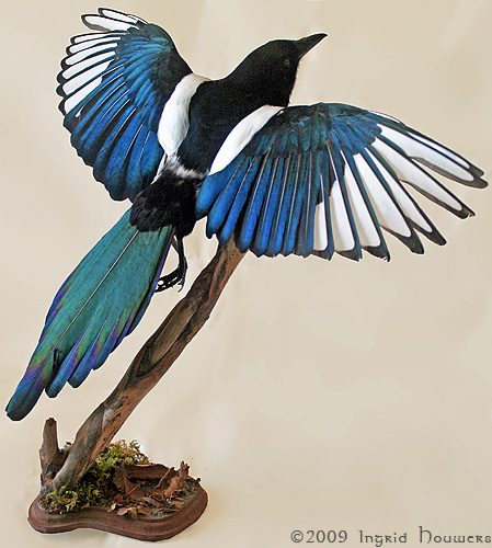 Taxidermy -  Magpie