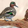 Taxidermy - Teal