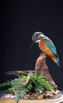 Taxidermy - Peeking Kingfisher