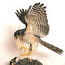 Taxidermy - Sparrowhawk + prey
