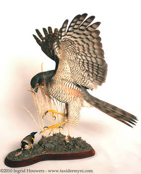 Taxidermy - Sparrowhawk + prey