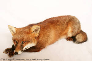 Taxidermy - Laying Fox