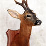 Taxidermy - Roe Deer