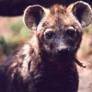 Hyena pup