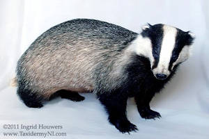 Taxidermy - European Badger