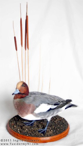 Taxidermy - Wigeon