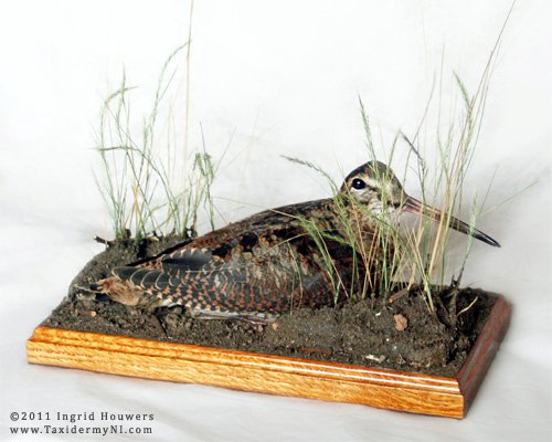 Taxidermy - Woodcock