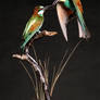 Taxidermy - Courting Bee-eaters