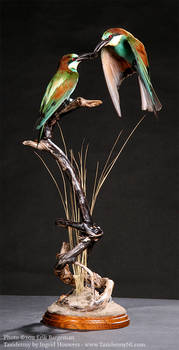 Taxidermy - Courting Bee-eaters