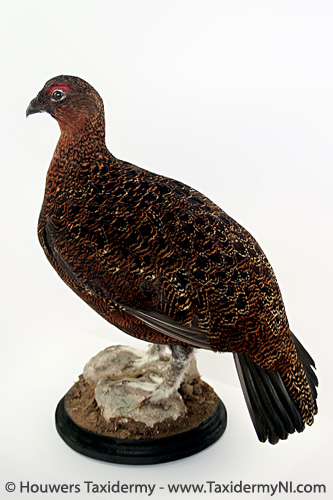 Taxidermy - Irish Red Grouse