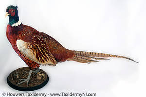 Taxidermy - Pheasant