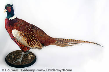 Taxidermy - Pheasant