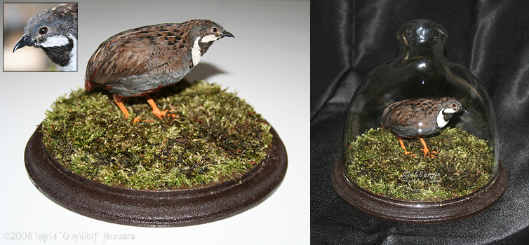 Taxidermy - Button Quail