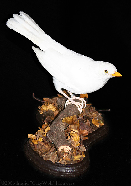 Taxidermy - White Blackbird