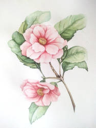 Watercolour flowers