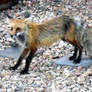 Colorado Fox