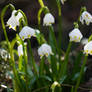 Leucojum  vernum