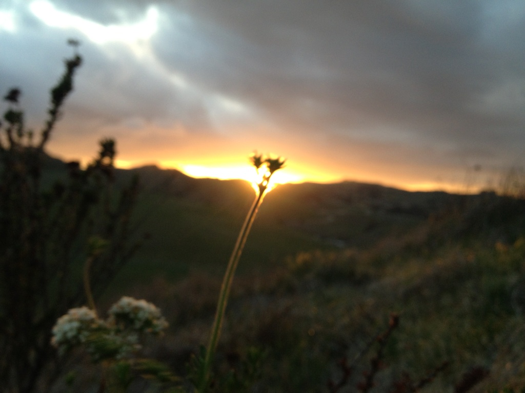 Lonely Flower