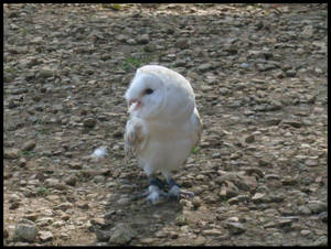 barn owl I